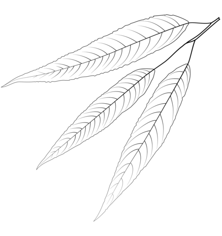 White Willow Leaf Coloring Page